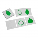 cartes "feuilles" pour cabinet botanique