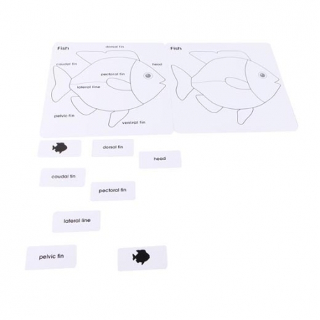 puzzle oiseau puzzle oiseau