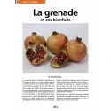 The pomegranate