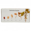 Peanut Germination