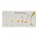 Corn Germination
