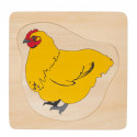Ciclo di vita della gallina
