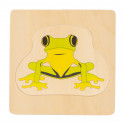 Life cycle of the frog