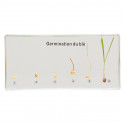 Germination du blé