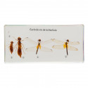 Life Cycle of the dragonfly