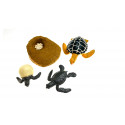 Ciclo de vida de la tortuga 5-10cm