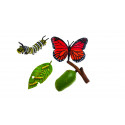 Life cycle of the butterfly 5-10cm
