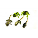 Entwicklung des Frosches