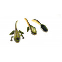 Développement de la grenouille