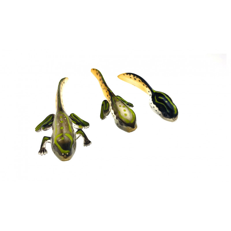 Développement de la grenouille