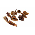 Dinosaur skull models