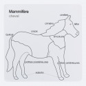 Horse Puzzle Control Cards in French