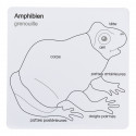 Cartes de contrôle puzzle grenouille en français