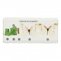 Cycle de vie du papillon